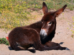 Retrato da Burra 