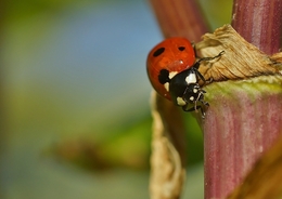 coccinella 