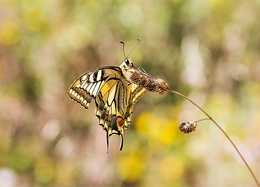 PAPILIO MACHAON 