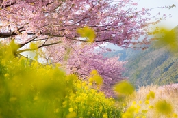 Kawazu Cherry Blossom Festival 