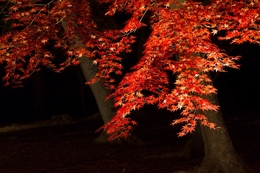 Glow of Autumn Leaves 