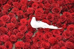 Dove'n Red Roses 