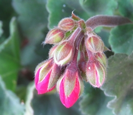 BOTÕES DE PELARGONIUM 