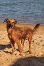 beach dog 