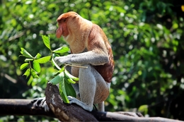 Beautiful proboscis monkey 
