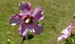 Hibisco 