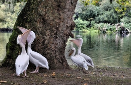 Pelicanos 