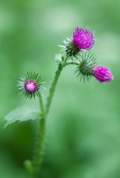 Silybum marianum 