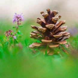 Pine cone 