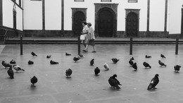 Azores, the women and the pigeons .  
