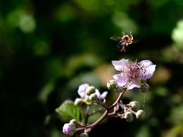 Abelhas e flores 