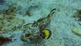 Peixe escorpião (Scorpaena sp) 