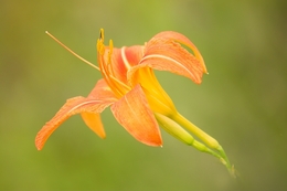 Orange lily 