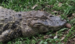 Croc sleeping 
