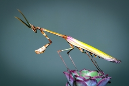 Empusa Pennata 