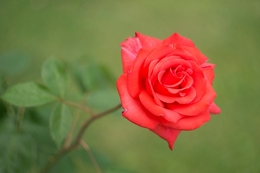 Red rose 