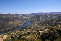 Douro vinhateiro - Quinta de Roriz 