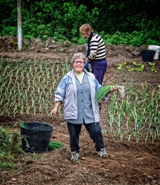 Plantando o cebolo (intervalo) 