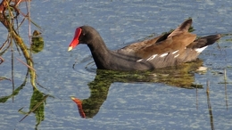 Common Gallinule 