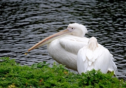 Pelicanos 