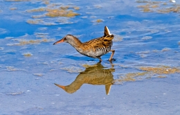 FRANGO D`ÁGUA 