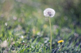 Dandelion 