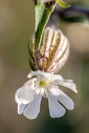 Flor campestre 