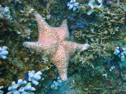 Estrela-do-mar  ( Oreaster Reticulatus ) 