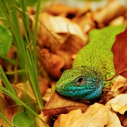 Lizard 