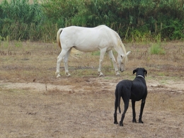 AMIZADE DE ANIMAIS 