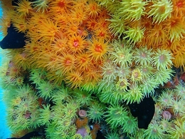 Coral Sol ( bonito e perigoso ) 