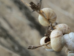 CARACÓIS 