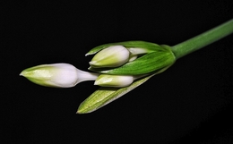 Lírio-do-amazonas ( Eucharis grandiflora ) 