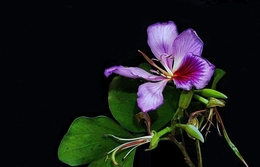 Bauhinia variegata ( Árvore-orquídea ) 