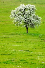 Spring tree 