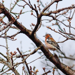 Bird springtime 