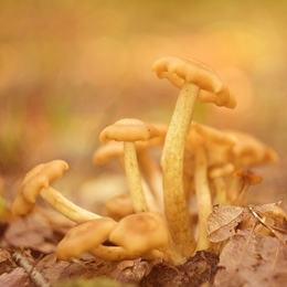 Armillaria mellea 