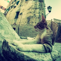 Cat in old town 