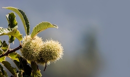 Ouriços de castanhas 