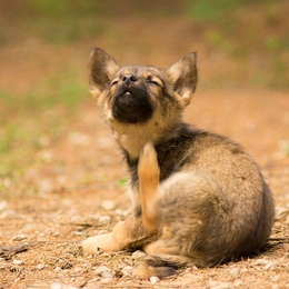 Litle wild dog 