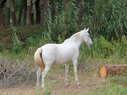 CAVALO PURO-SANGUE LUSITANO 