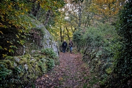 Na floresta galega 