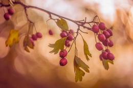 Autumn wild fruits 