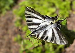 Papillon 