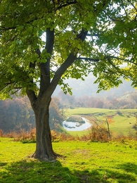 Tree and lake 