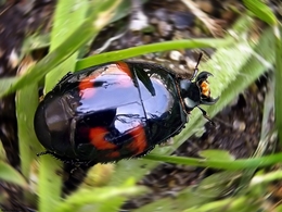 Escaravelho-Hister quadrimaculatus 