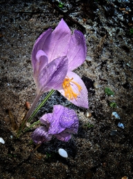 Flor do Açafrão 