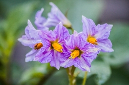 Flor de batateira 