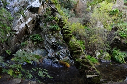 Velha árvore sobre a ribeira 