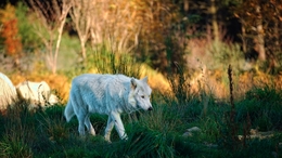White wolf 